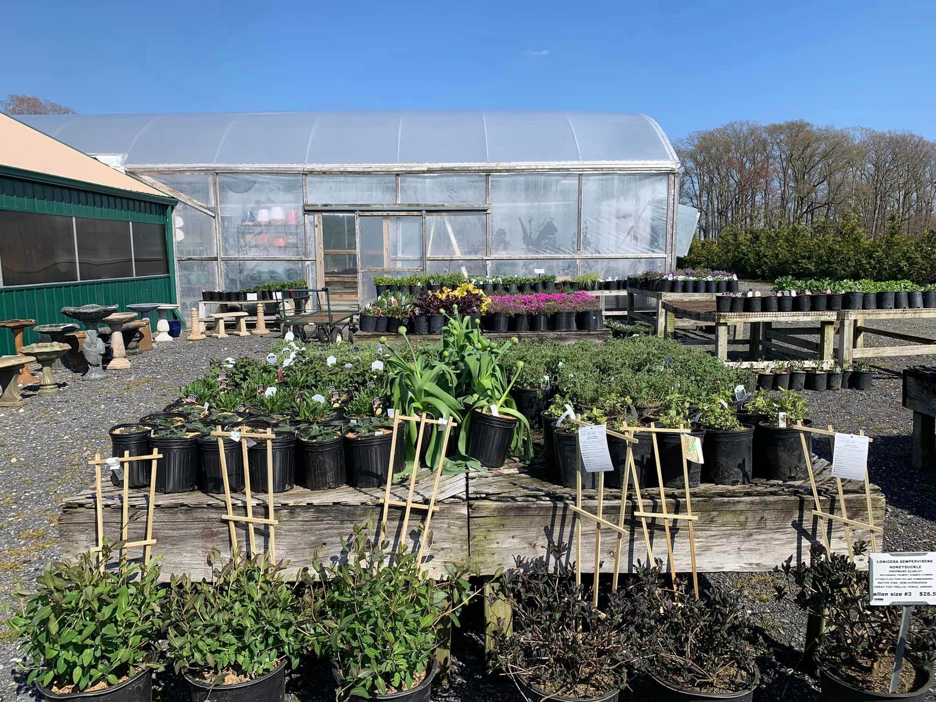 Landscaping plants and flowers