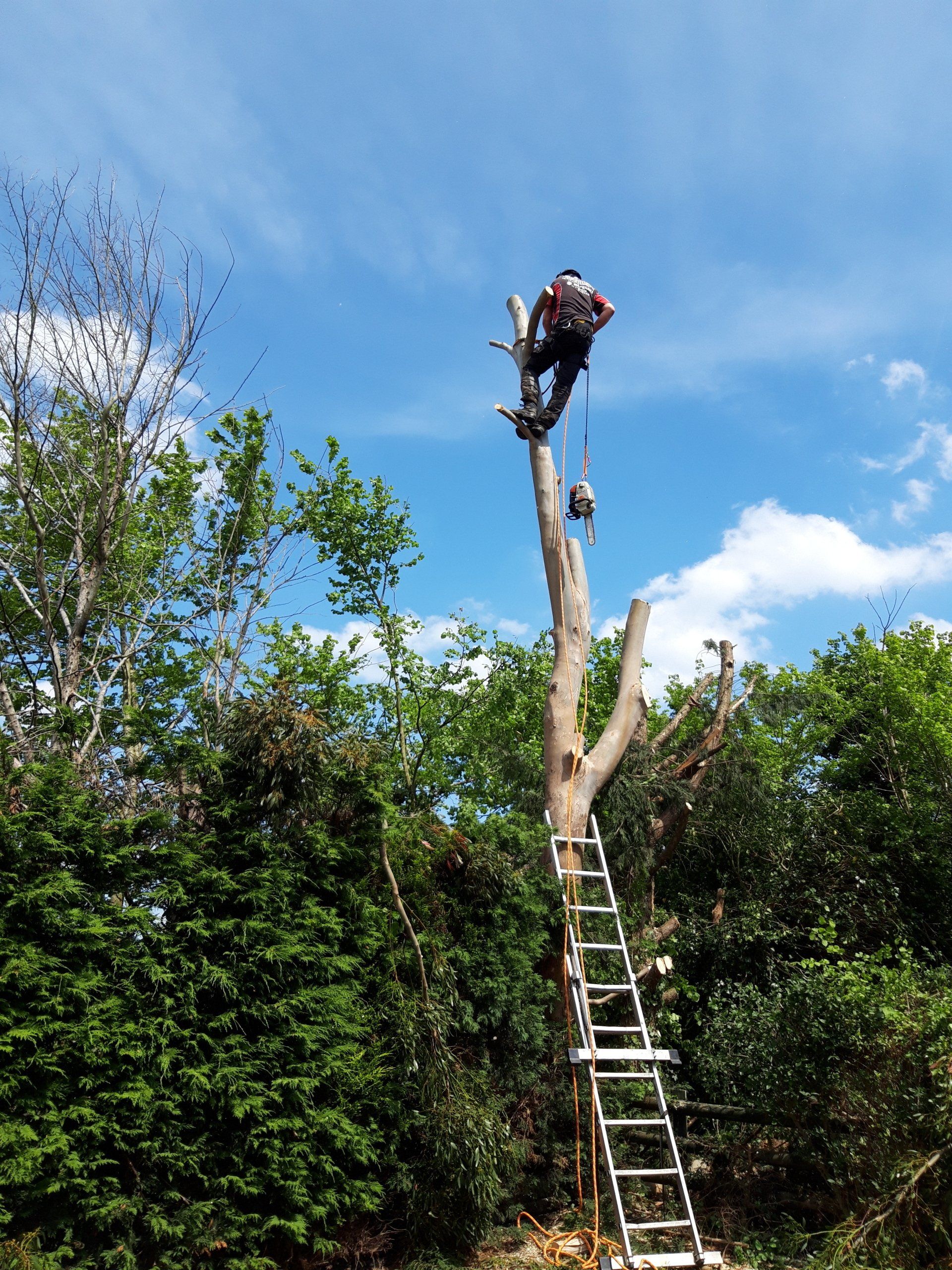 We are certified tree surgeons