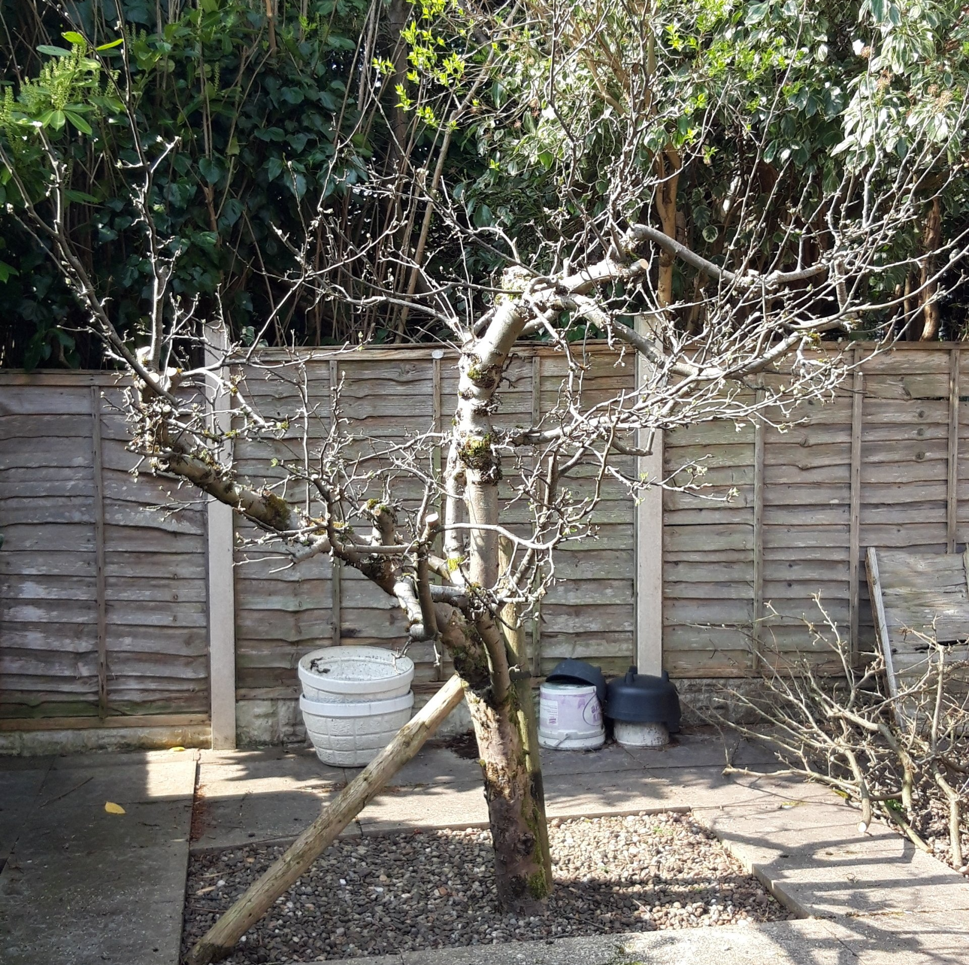 Our fruit tree maintenance services include tree pruning and weight reduction