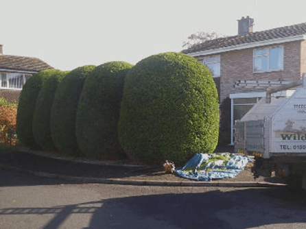 We can help you design, install and maintain the perfect hedge for your property