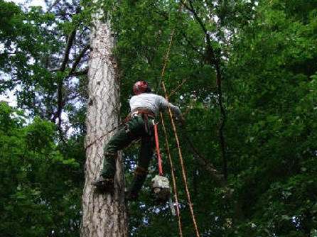 We are the experts in tree care