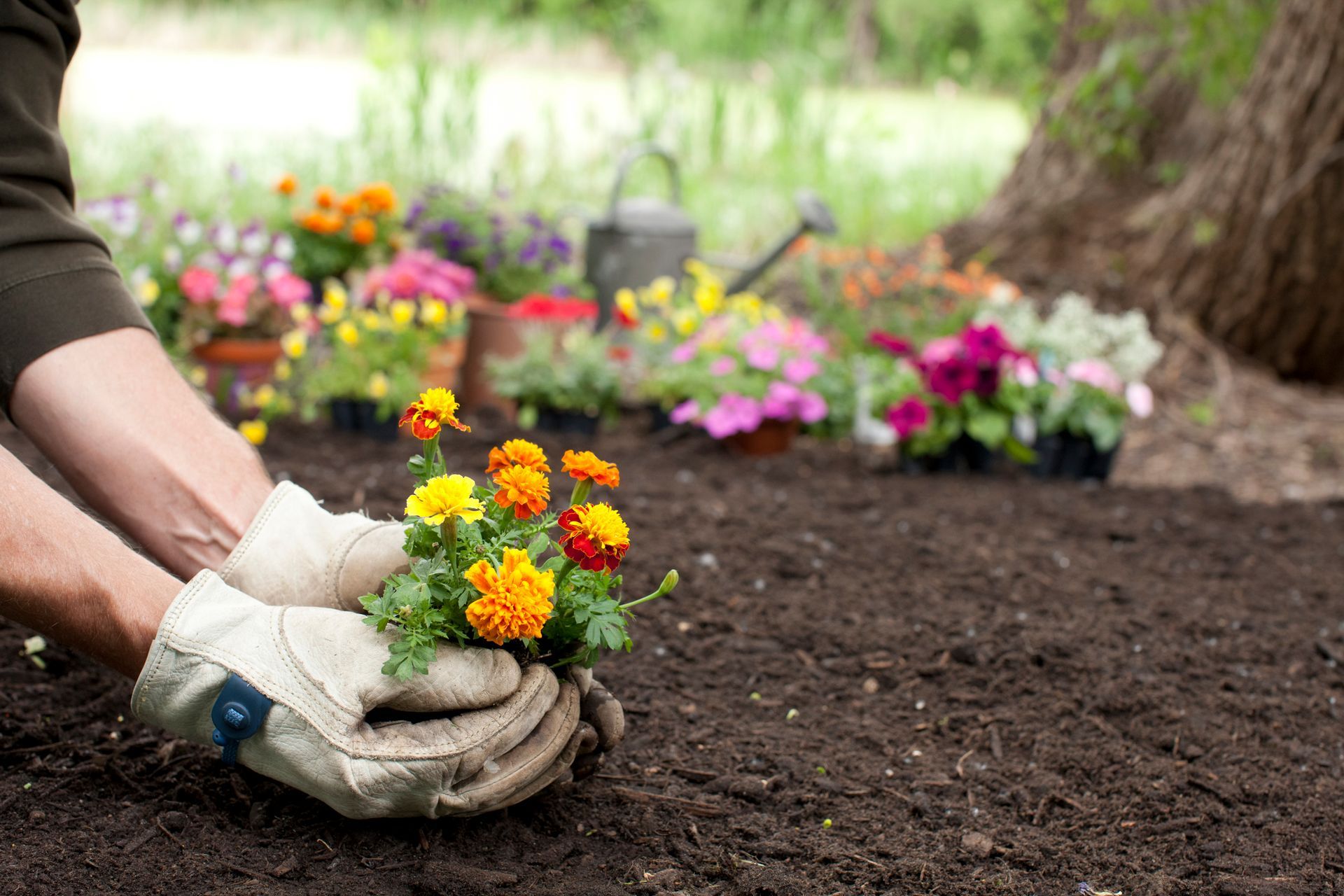 A person is planting flowers in the dirt in a garden.