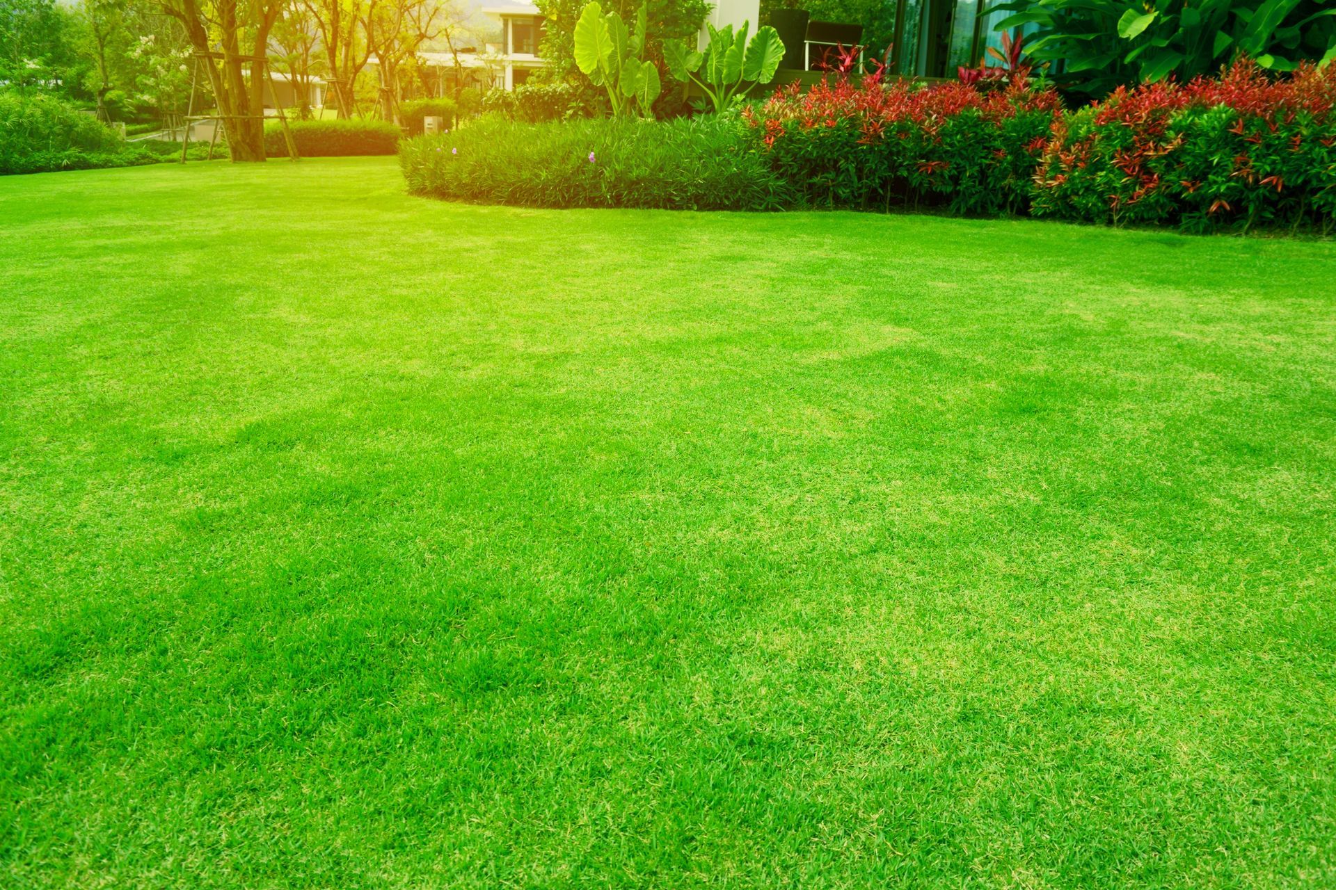 A lush green lawn in a garden with trees and bushes.