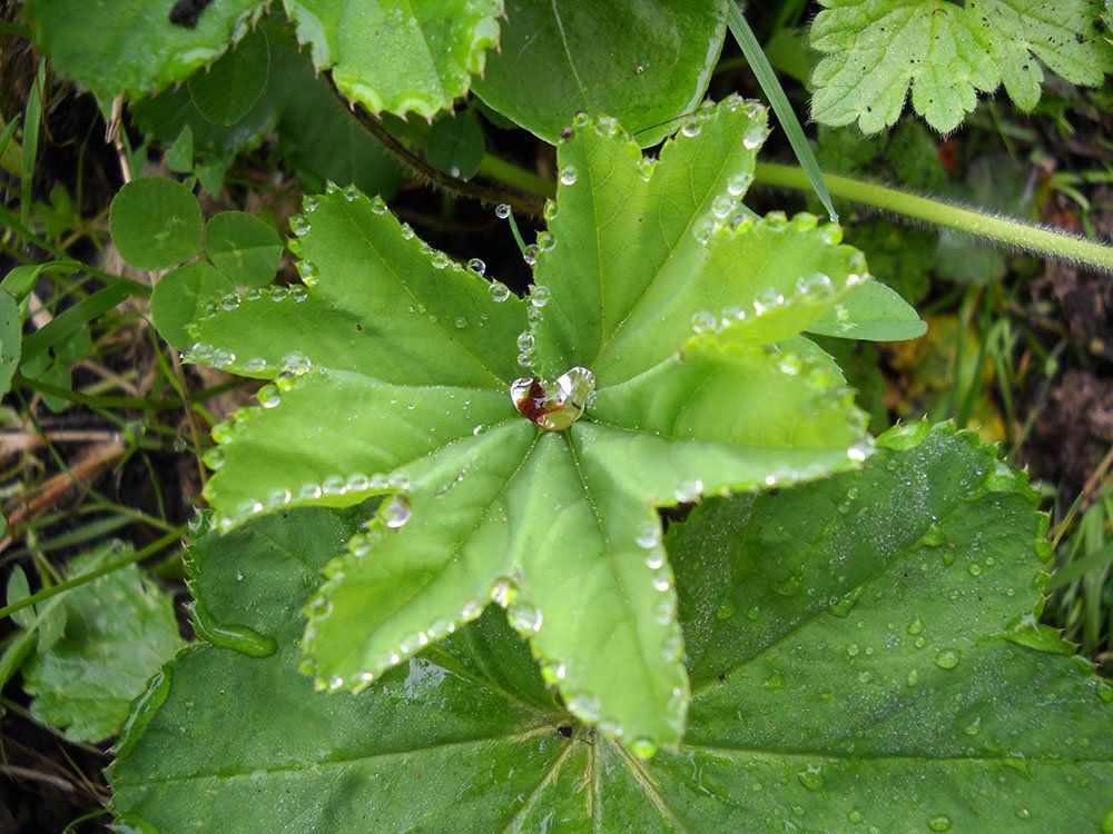 A close up of a green leaf with water drops on it.