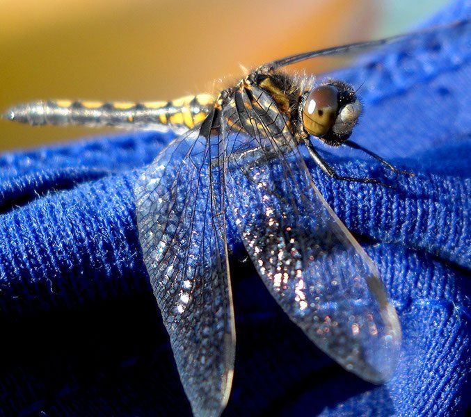 A dragonfly is sitting on a blue cloth