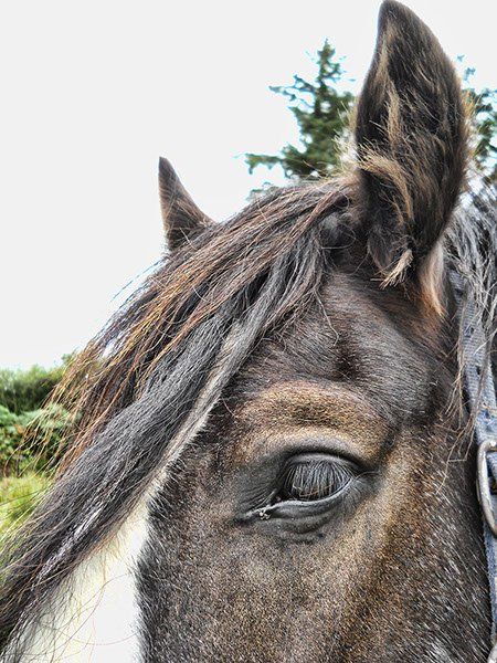 A close up of a horse 's face with trees in the background.