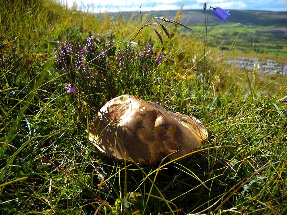 A large mushroom is growing in the grass on top of a hill.