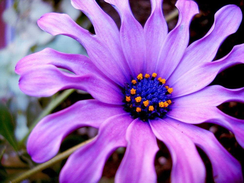 A close up of a purple flower with a blue center