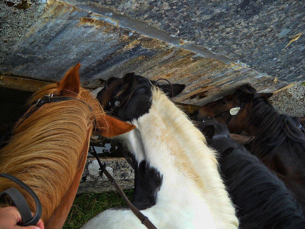 A brown and white horse standing next to a black and white horse