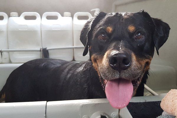 happy dog being washed