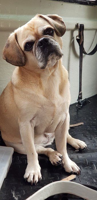 curious dog being groomed