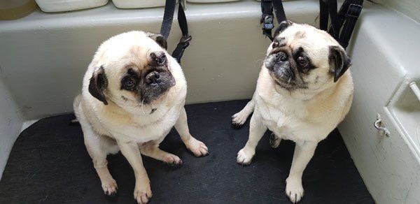 pugs after grooming