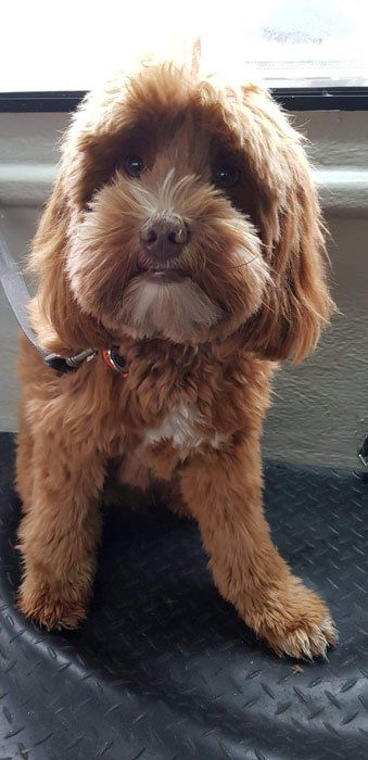 small dog after grooming