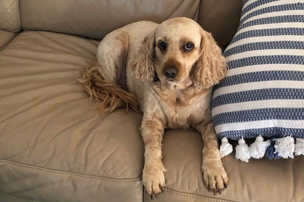 spoodle on couch