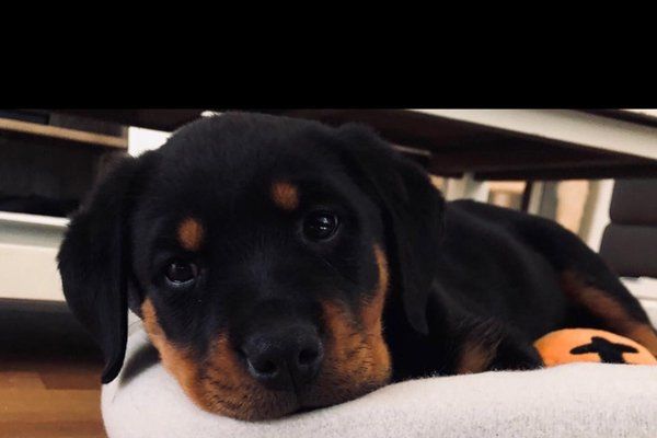 small dog after being groomed