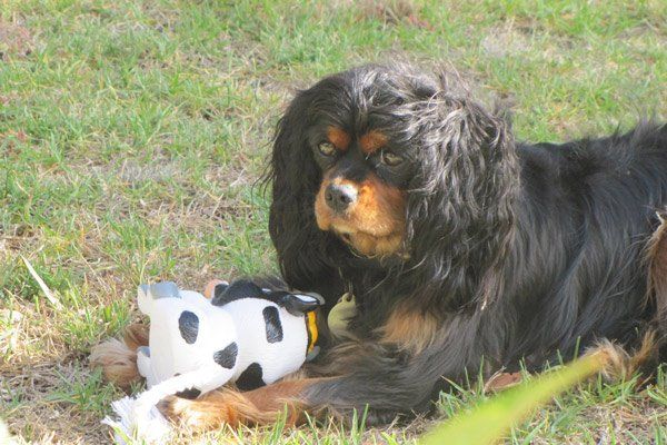 dog playing with toy