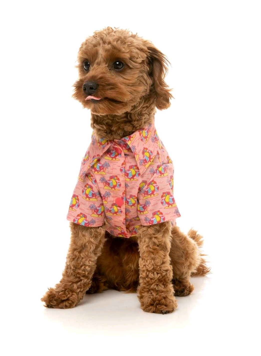 small dog getting its nails trimmed