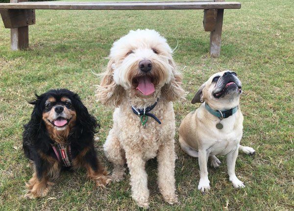 group of dogs sitting on grass