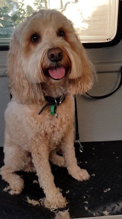 happy dog after groooming