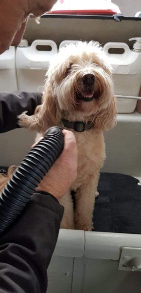 dog being blow dried