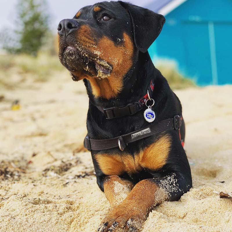 dog sitting on sand