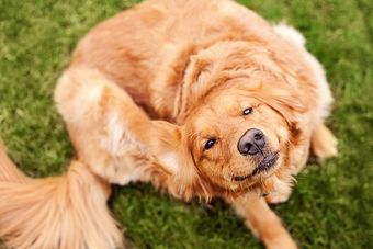 golden retriever itching its head