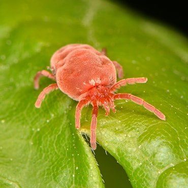 Harvest Mites