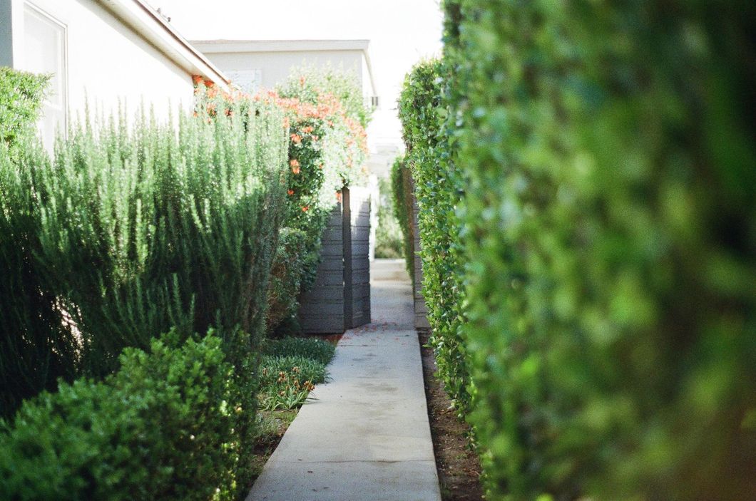A concrete path framed by a tall hedge on the right and dense rosemary bushes on the left leading to a sunlit area.