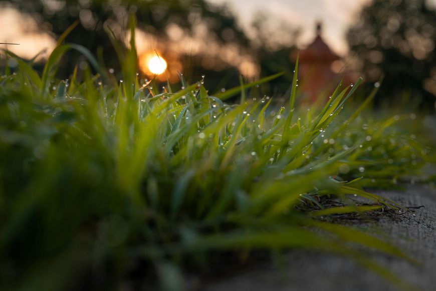 Dew-covered blades of green grass in a close-up shot, with a soft-focus sunset in the background.