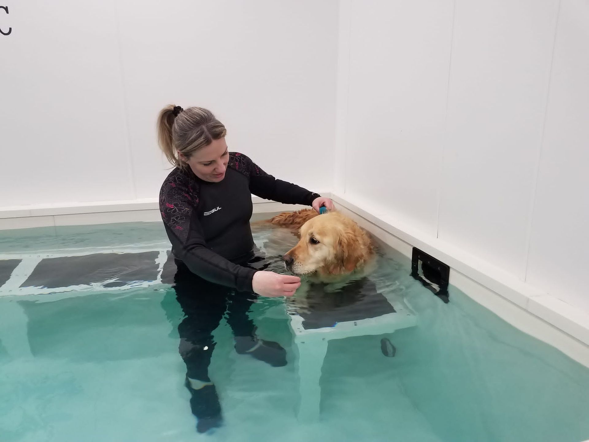 canine hydrotherapy, dog hydrotherapy, canine bodywork, dog massage, canine massage