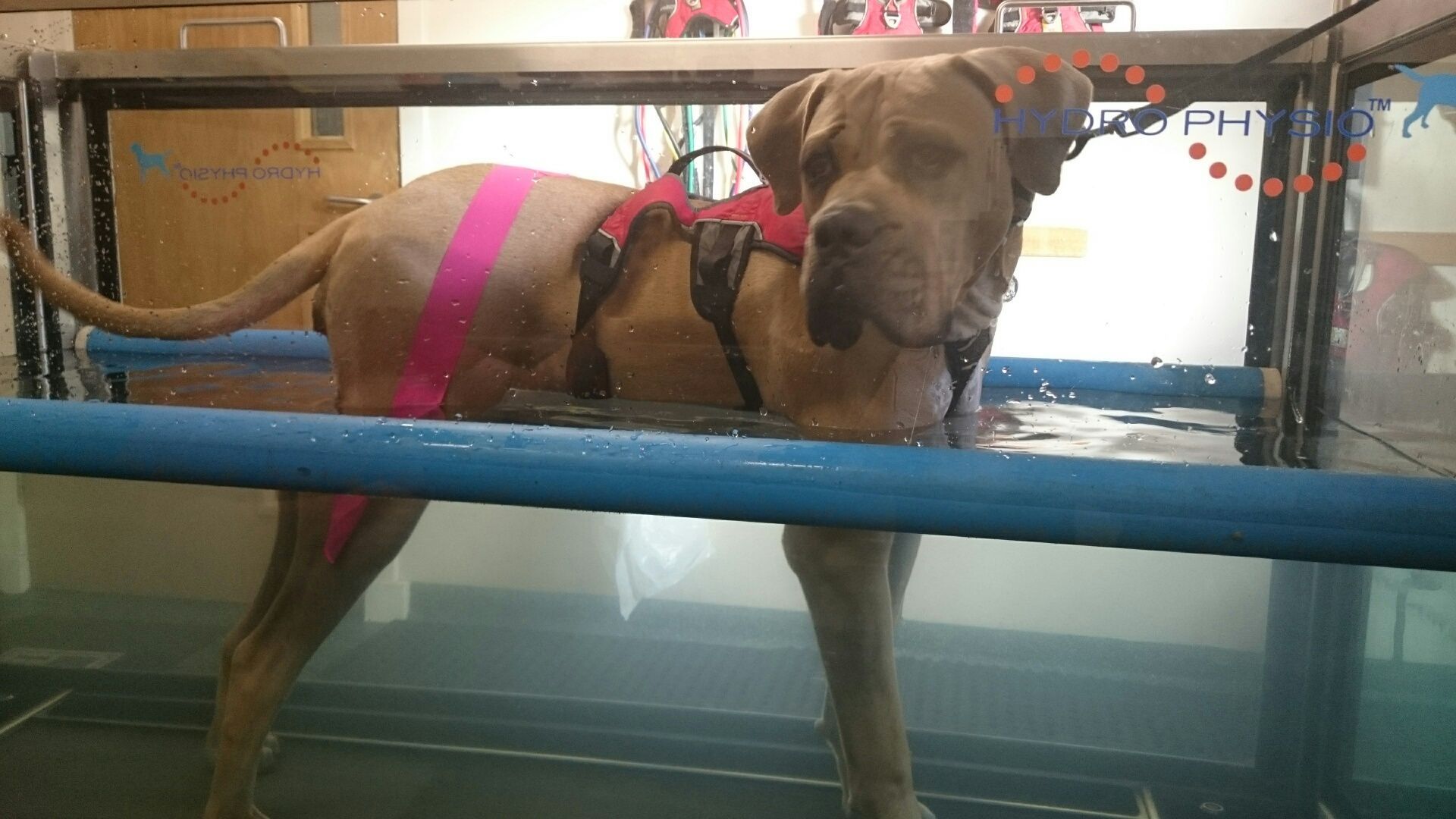 canine hydrotherapy, dog hydrotherapy, canine bodywork, dog massage, canine massage