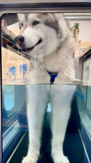 A fluffy gray and white dog stands in an underwater hydrotherapy treadmill, smiling. Happy Hydrotherapy Dog