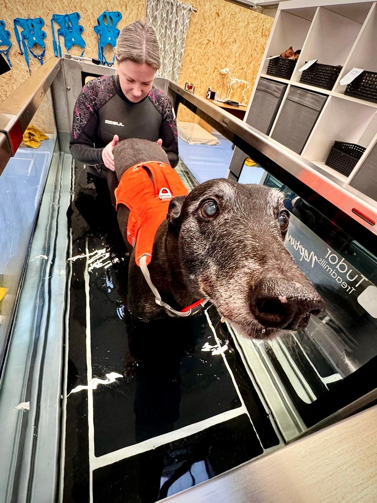 canine hydrotherapy, dog hydrotherapy, canine bodywork, dog massage, canine massage