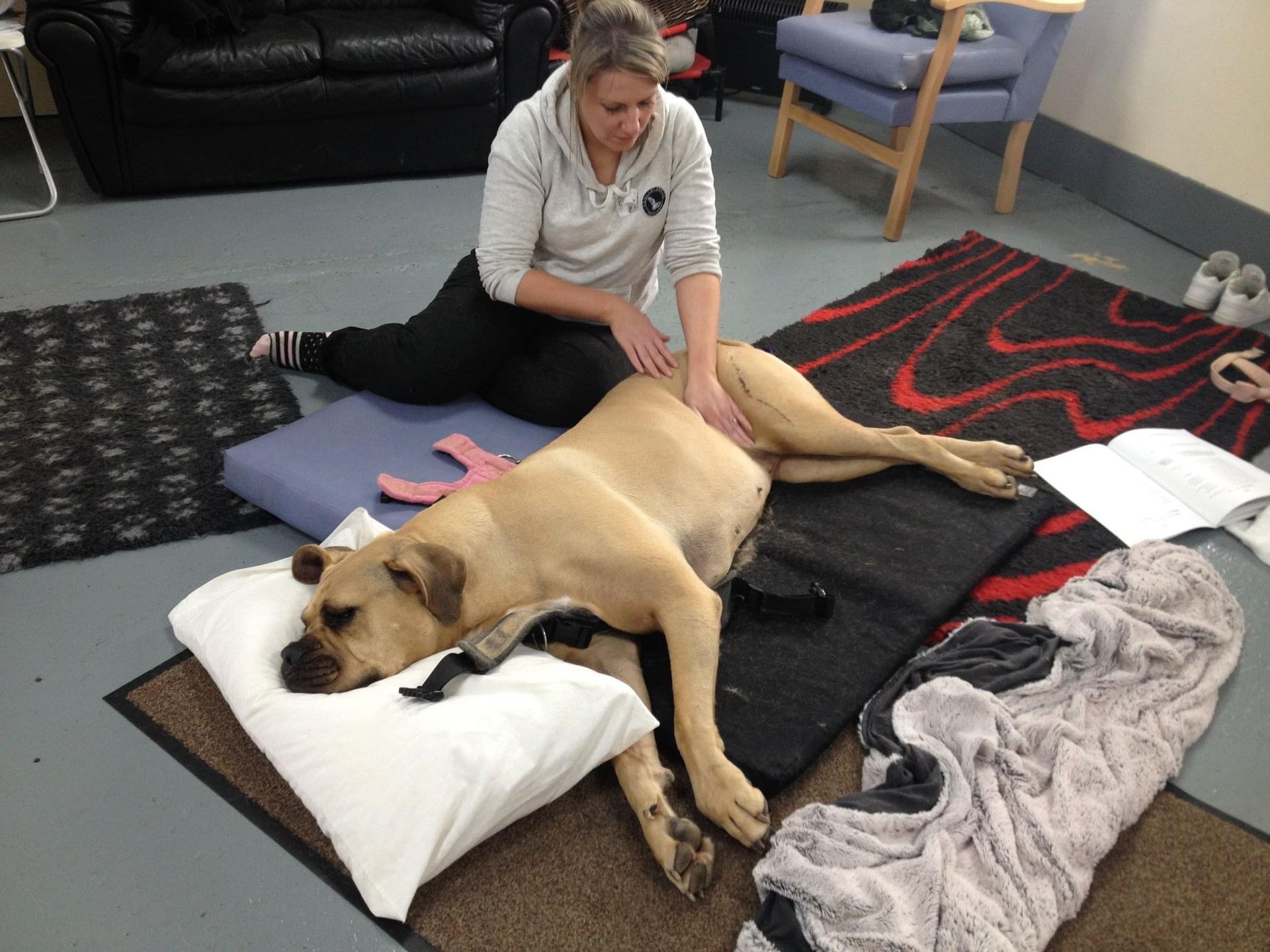 canine hydrotherapy, dog hydrotherapy, canine bodywork, dog massage, canine massage