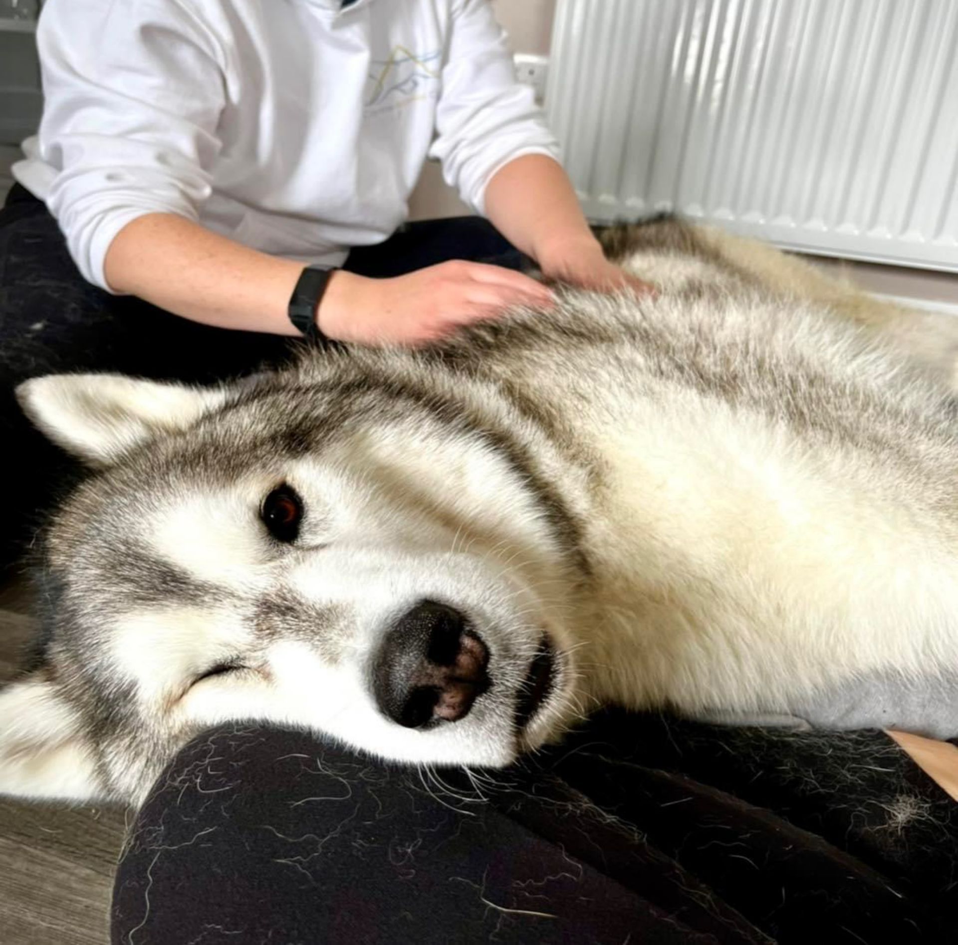 canine hydrotherapy, dog hydrotherapy, canine bodywork, dog massage, canine massage