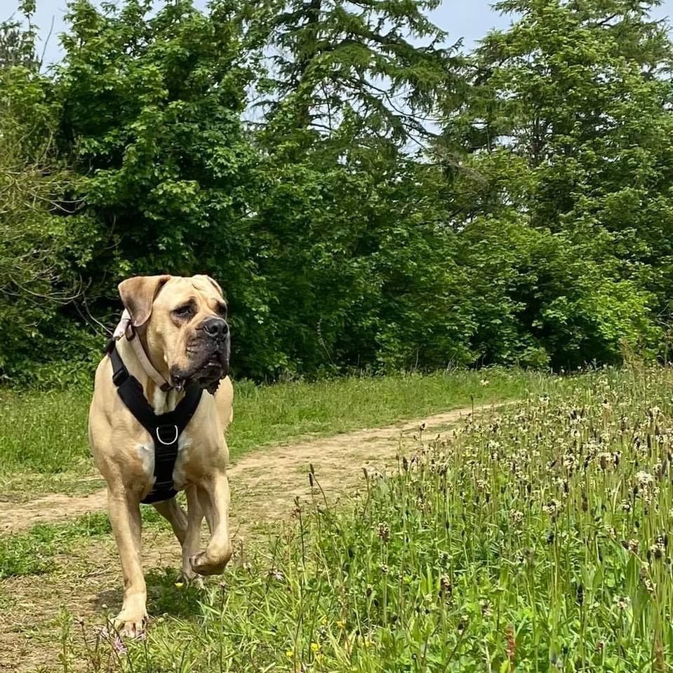 canine hydrotherapy, dog hydrotherapy, canine bodywork, dog massage, canine massage
