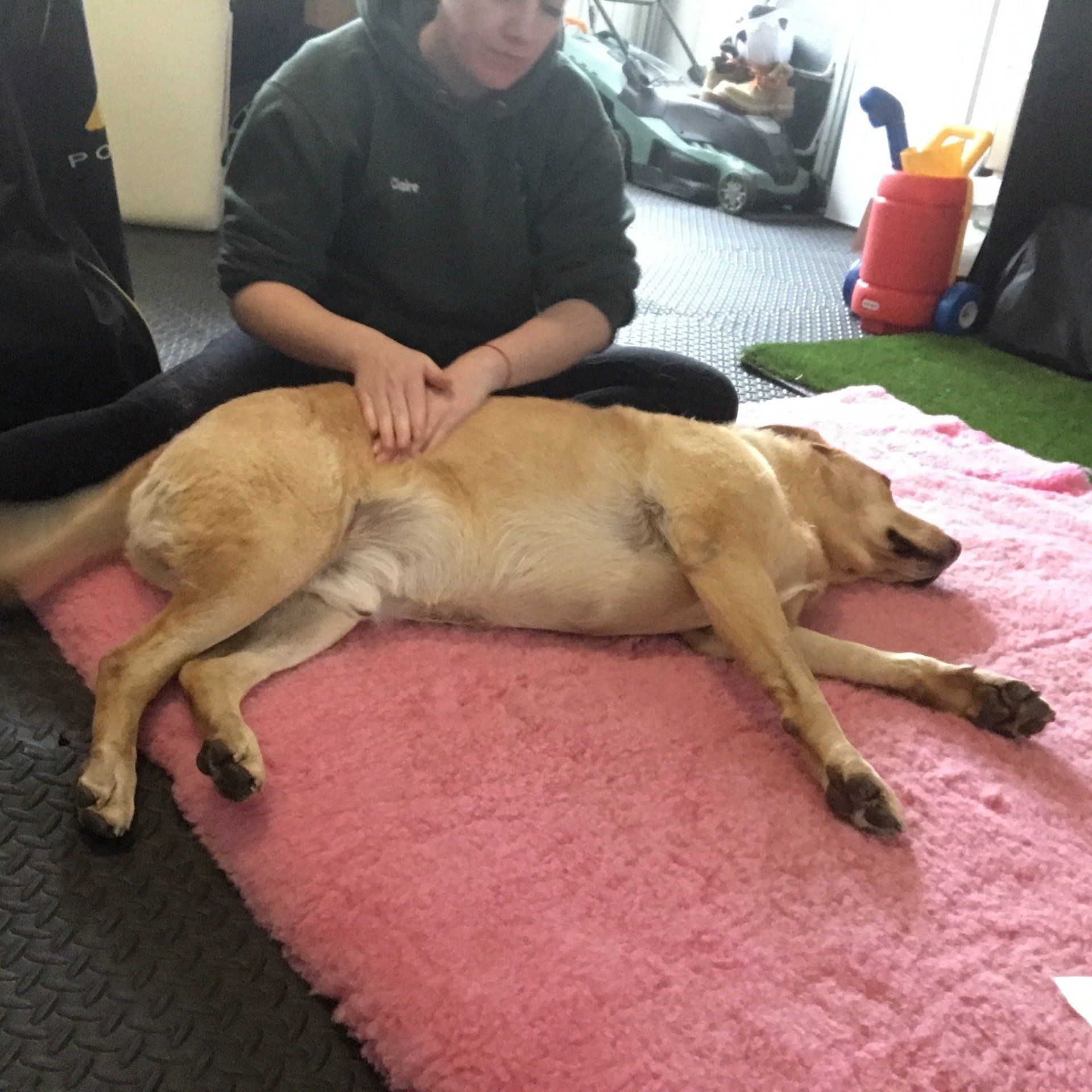 canine hydrotherapy, dog hydrotherapy, canine bodywork, dog massage, canine massage