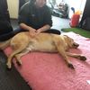 Dog Hydrotherapy, Dog Massage