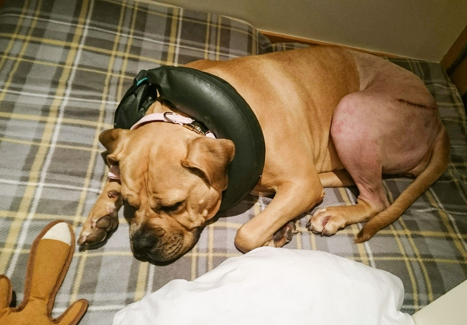 canine hydrotherapy, dog hydrotherapy, canine bodywork, dog massage, canine massage