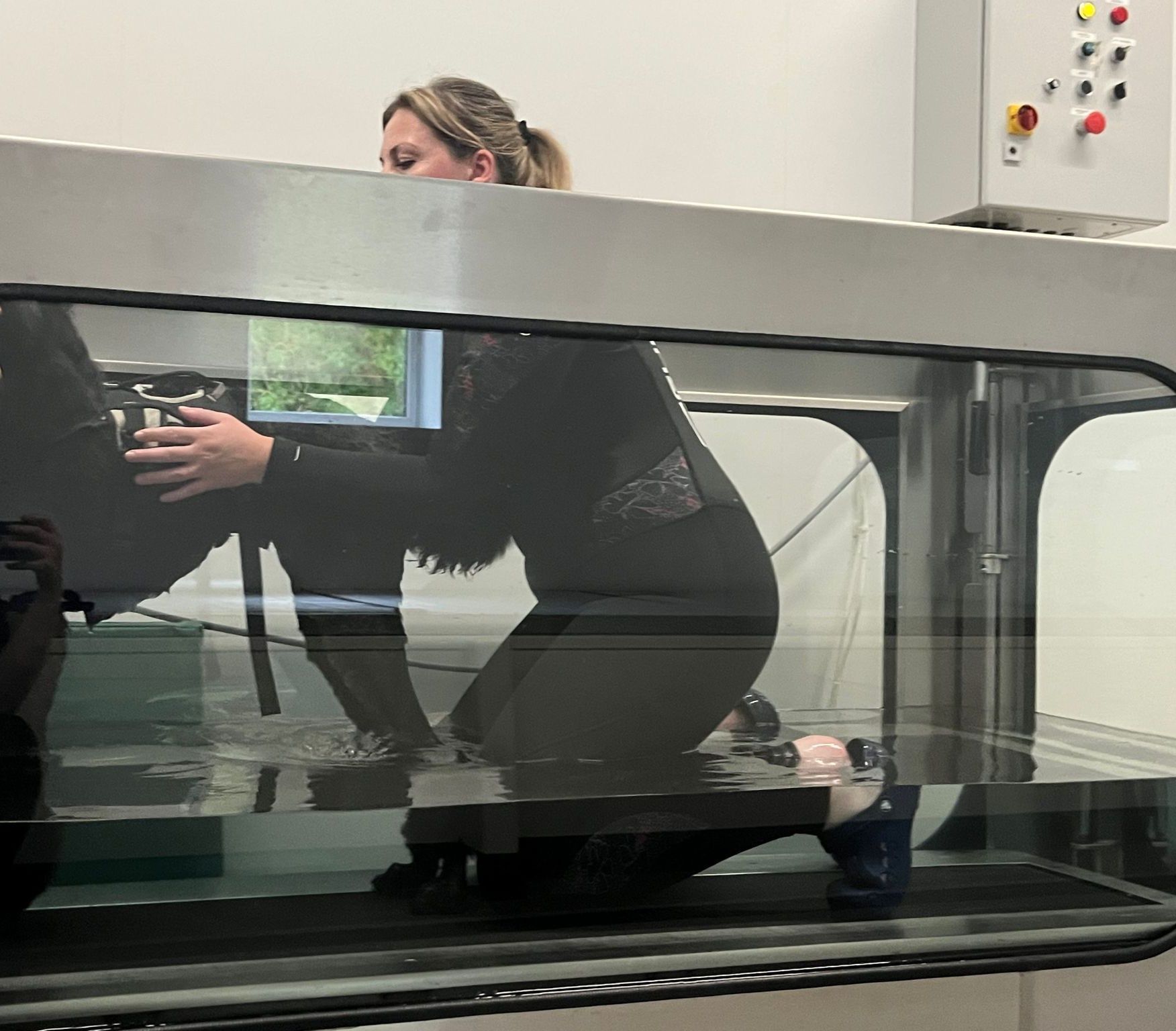 canine hydrotherapy, dog hydrotherapy, canine bodywork, dog massage, canine massage