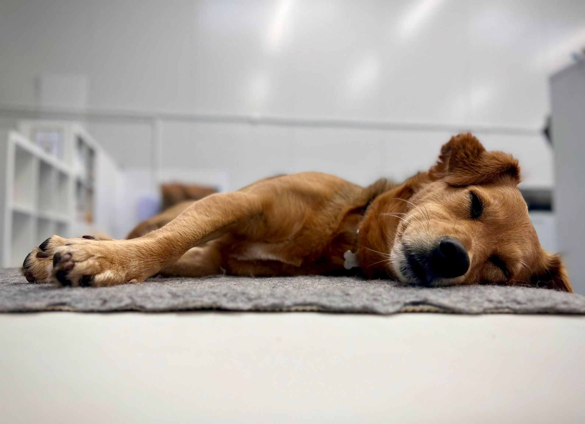 Dog clinical massage therapy, relaxation and sleepy time