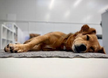 Dog clinical massage therapy, relaxation and sleepy time