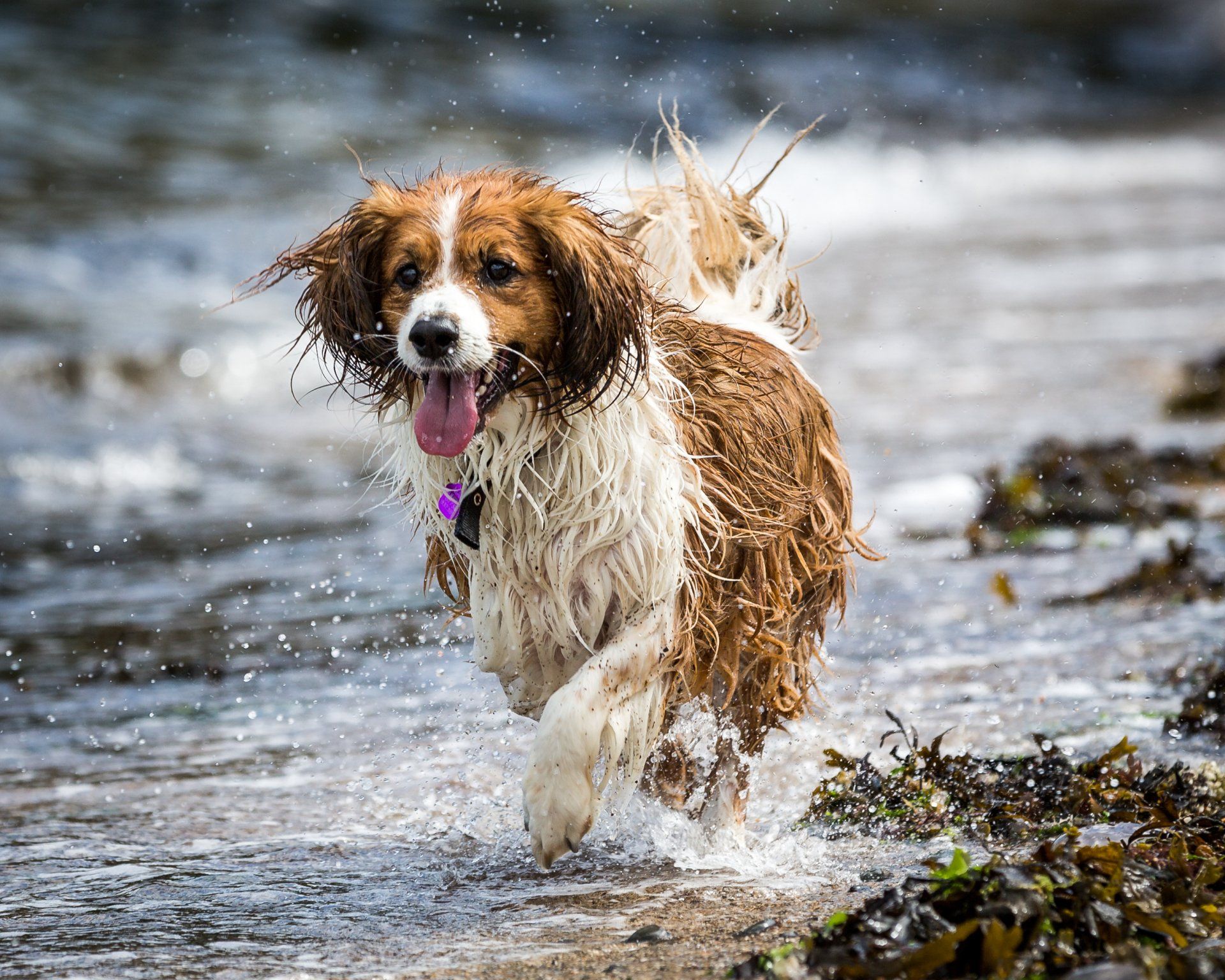 canine hydrotherapy, dog hydrotherapy, canine bodywork, dog massage, canine massage