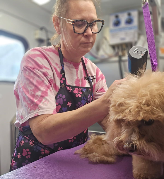 A small dog is sitting on a grooming table with its tongue hanging out.