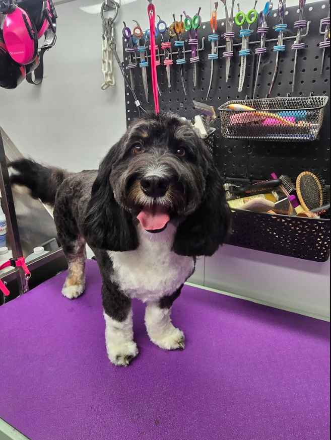 A brown and white dog is standing on a grooming table.