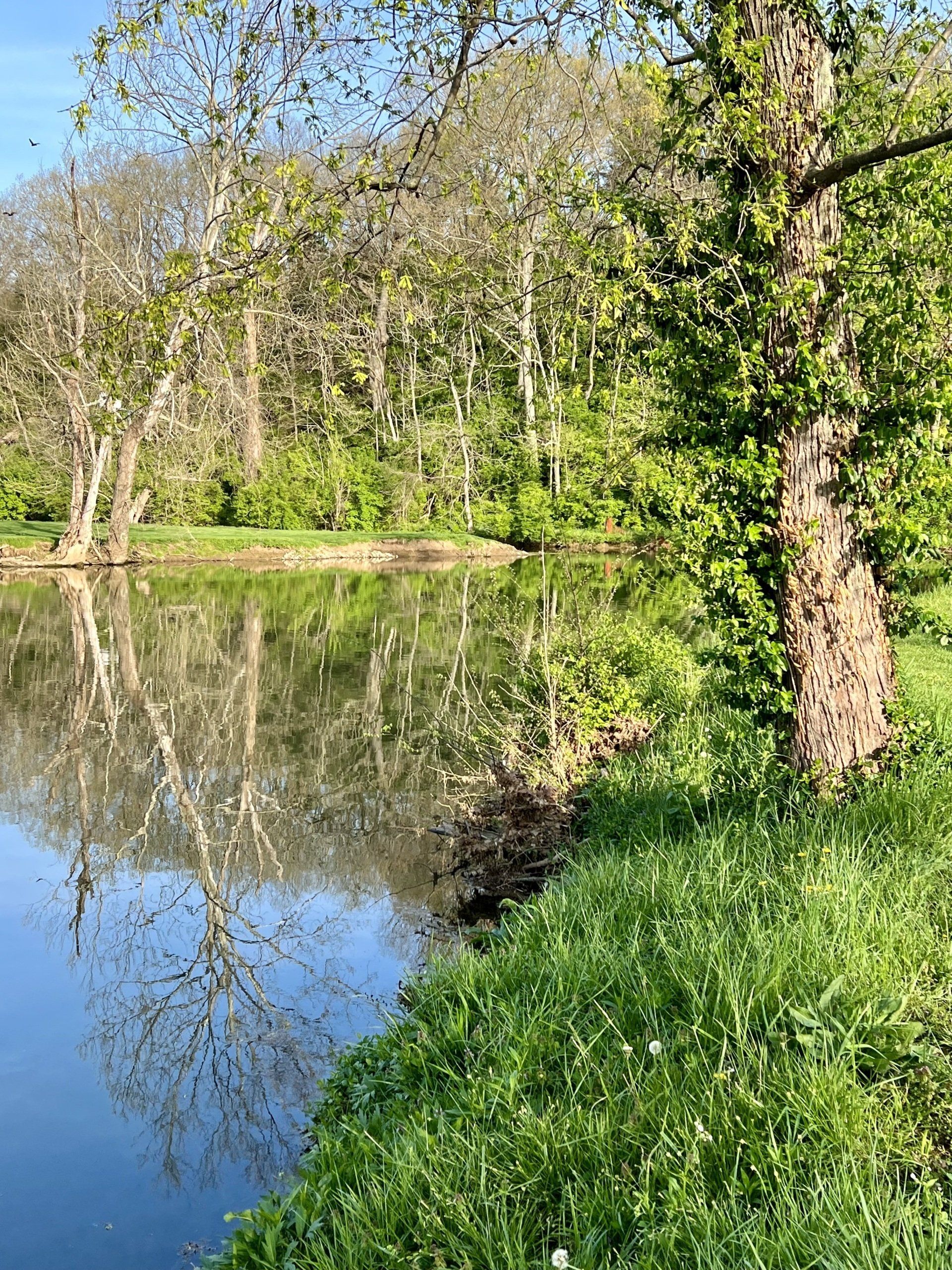 A lake surrounded by trees and grass with a reflection of trees in the water.