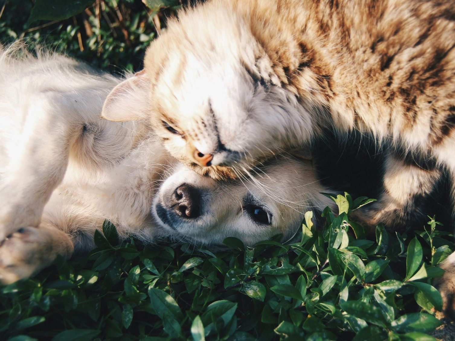 Cat cuddling a dog on the grass. The cat is brown and the dog is tan, both are relaxed.