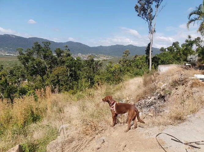 Dog At Hill — Geotechnical  Investigation in Rosslea, QLD