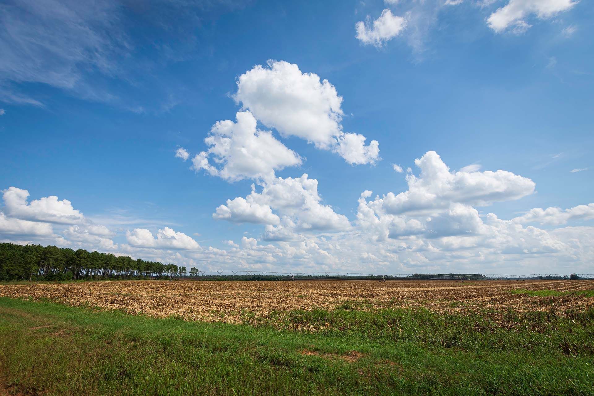 A field of tall grass with white flowers blowing in the wind.