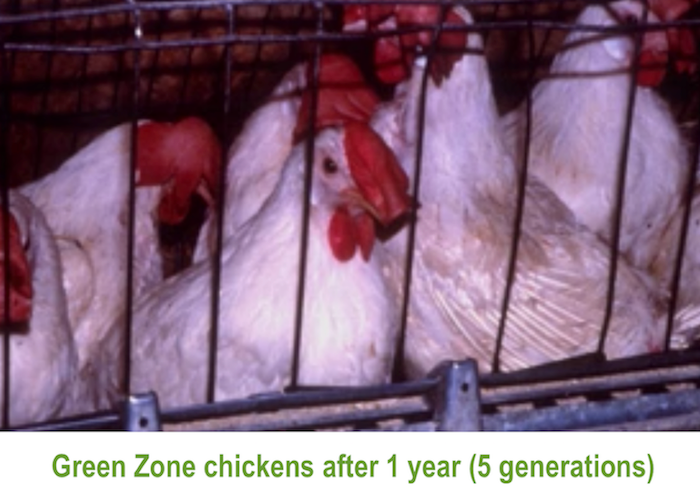 Green zone chickens after 1 year (5 generations)